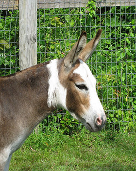 Critter Haven Farm Miniature Donkeys